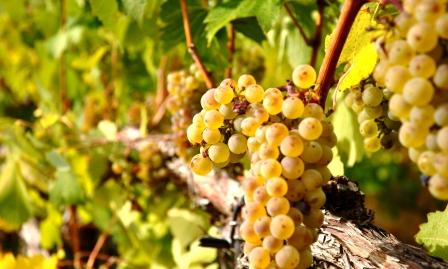 Our-Own-Grapes Our-Own-Grapes